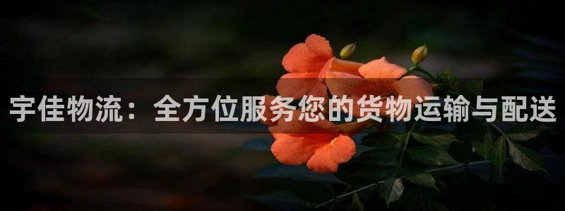 多多28官网入口o：宇佳物流：全方位
