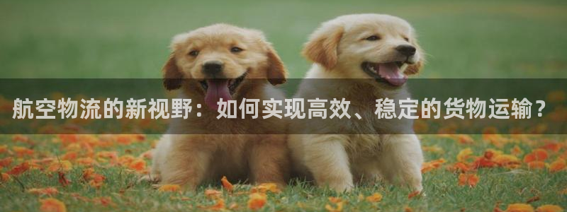 多多28可以退款吗：航空物流的新视野