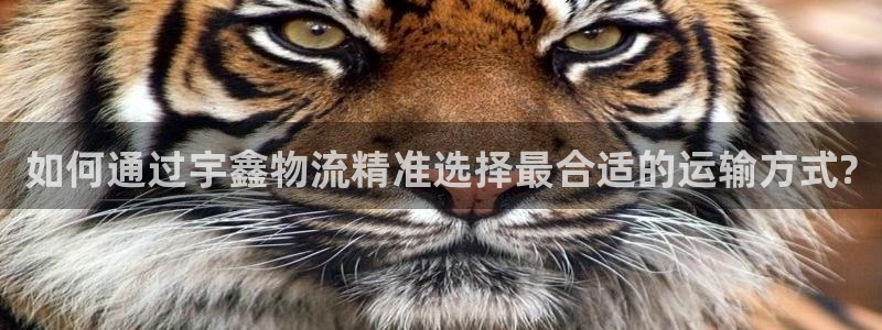 多多28头像：如何通过宇鑫物流精准选择最合适的运输方式?